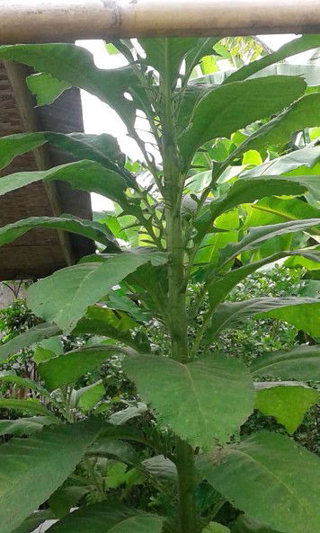 Delia Milada profile icon