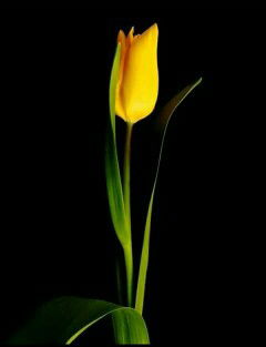 yatmi'ah profile icon