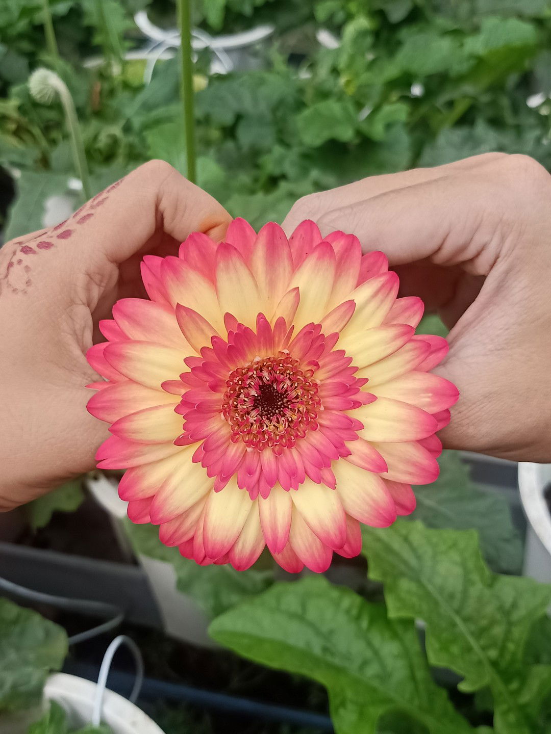 HambaAllah profile icon