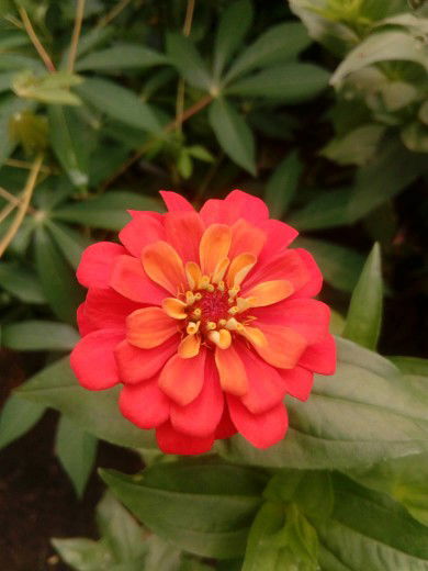 Diana Sari profile icon