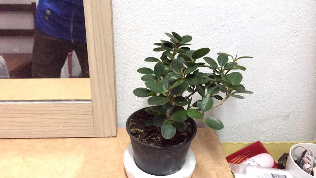 Abcdefg profile icon