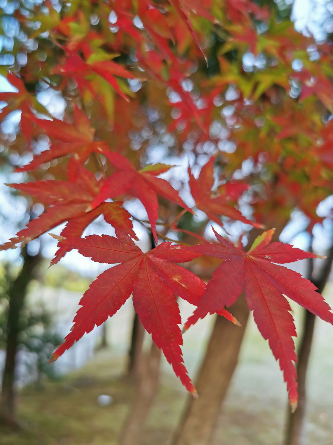 Lovetea profile icon