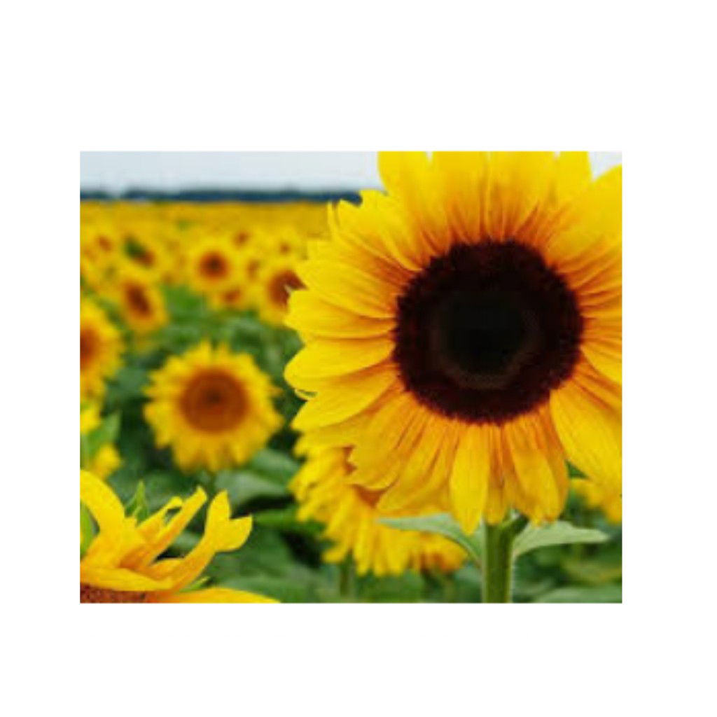 lusiana profile icon