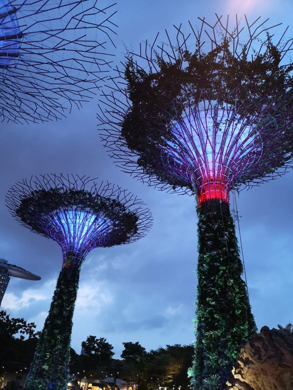 rose mia profile icon