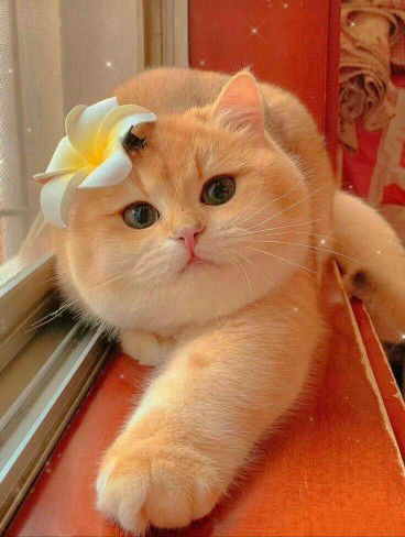 Suratsawadee Pinklay profile icon