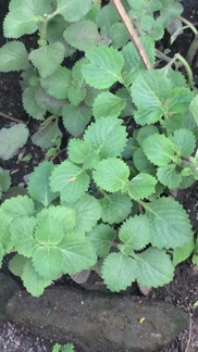 Oregano leaves for cough remedy