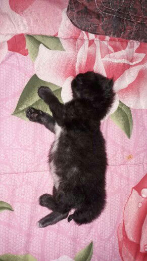 MUHAMMAD ASYRAF FIRDAUS profile icon