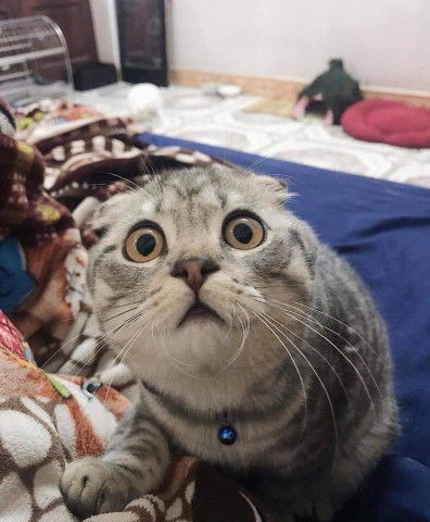 mẹ cuội profile icon