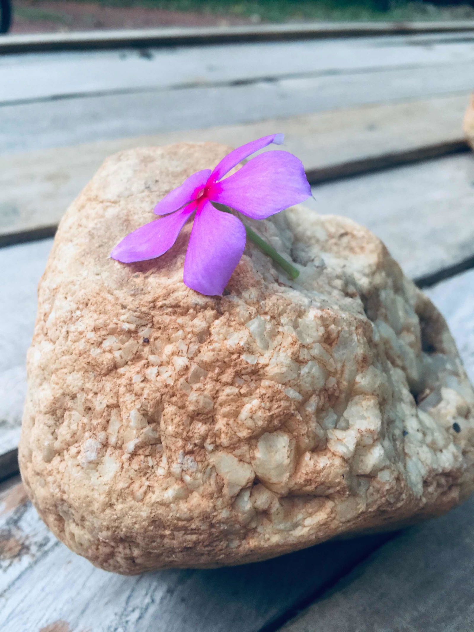 Tunyarat Wongsamanmanee profile icon