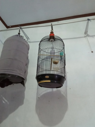 burung