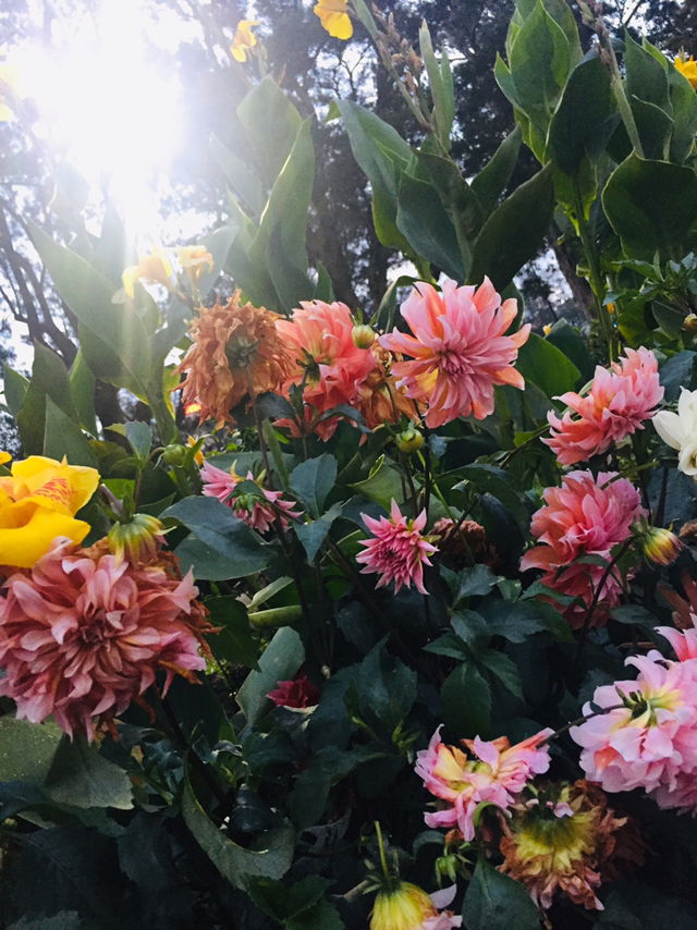 xchntll profile icon