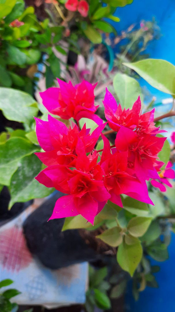 herna arsyad profile icon