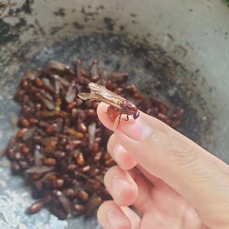 คนท้องกินแมงมันได้ไหมเจ้า ตอนนี้กำลังออกเยอะเลย