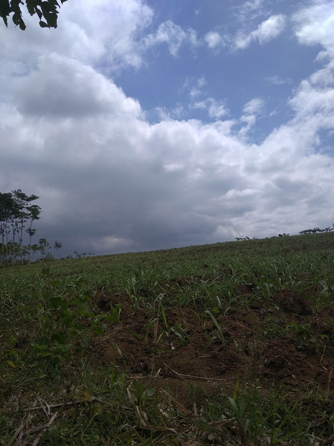 emi yulia profile icon