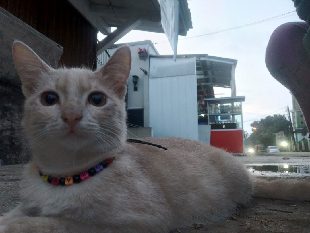 Bunda Rumi profile icon