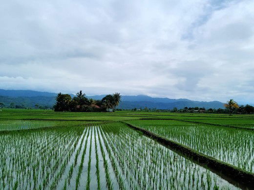 Ceciimia profile icon