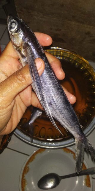 uta kamoa profile icon