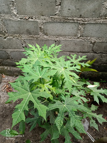 Boleh Atau Tidak kah Dimakan Oleh Bumil