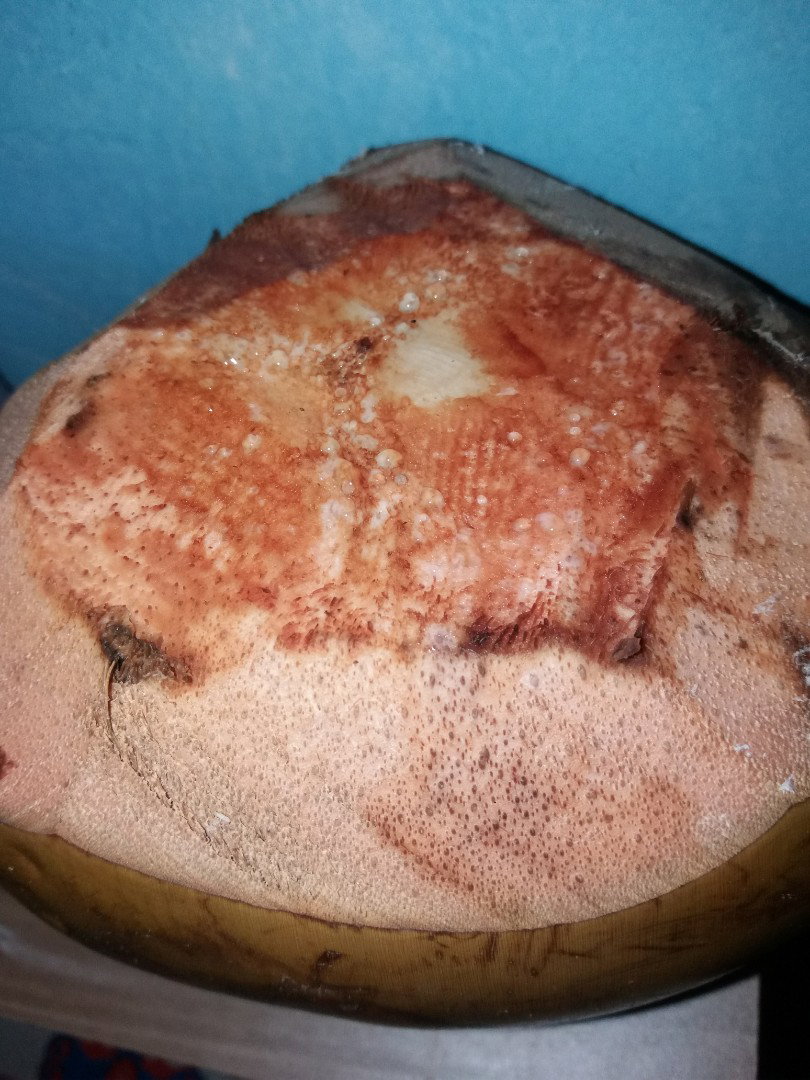 kelapa ijo