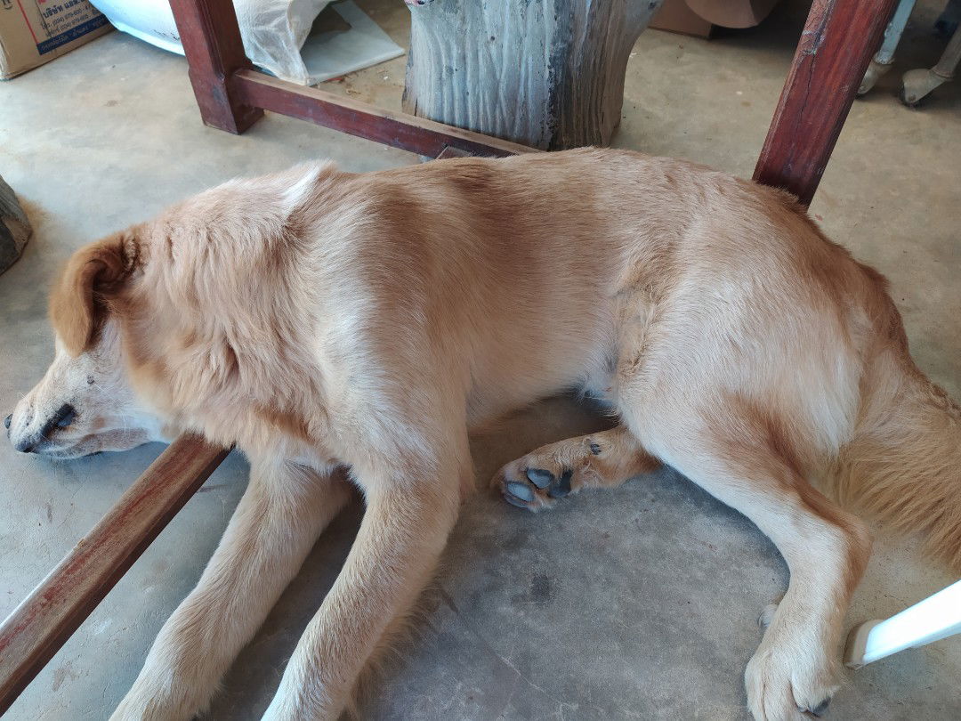 tiggertoys profile icon