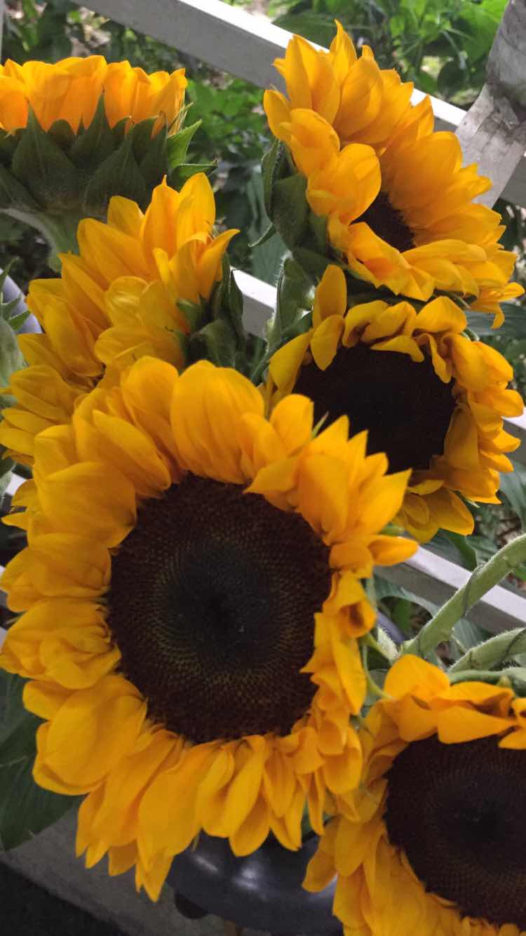 Ixaty Hadi profile icon