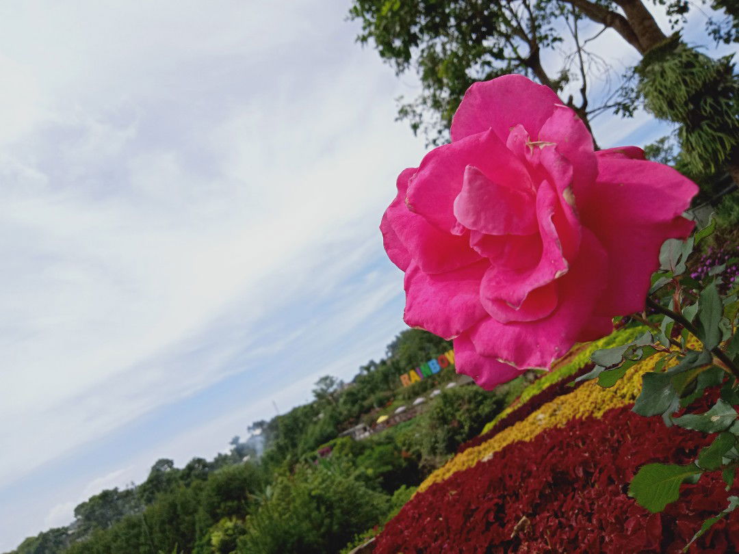 Vivy Verili Ayu Ningsih profile icon