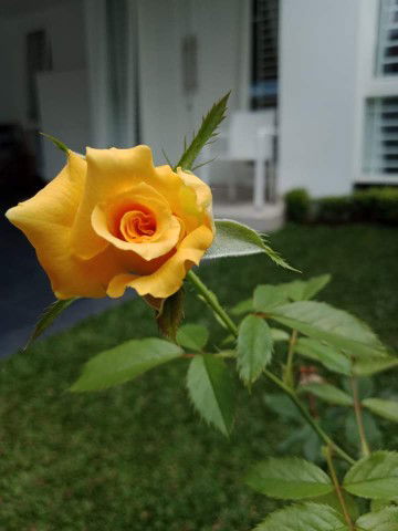 Puspitasari profile icon