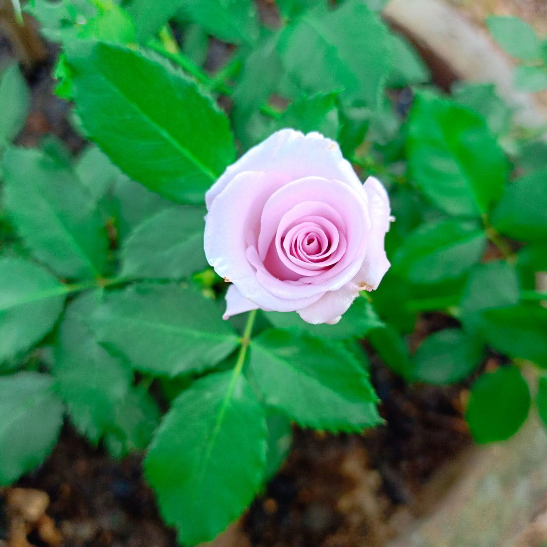 Nguyễn Minh profile icon