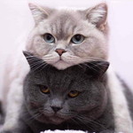 kongkwan profile icon