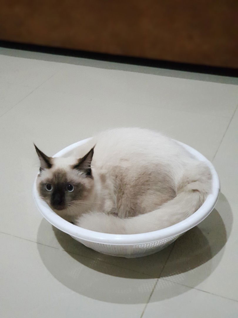 Dreamworld Kamomile profile icon