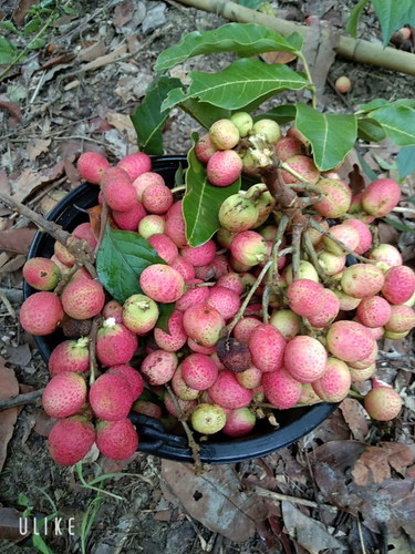 อยากของเปรี้ยว