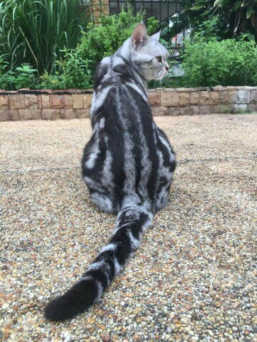 อริส profile icon