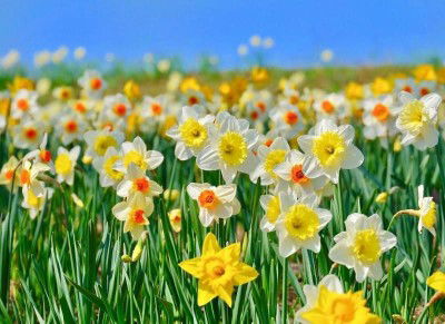 Devi Lestari profile icon