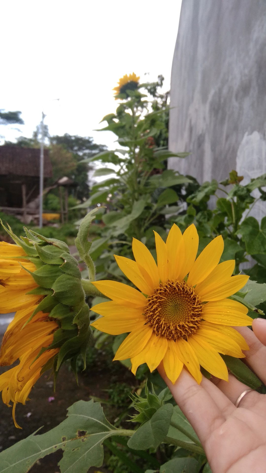 Mentari profile icon