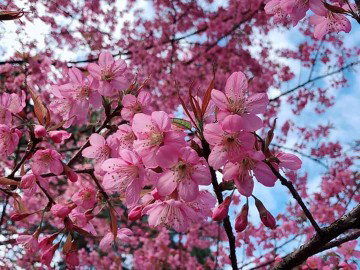 Sudaphon profile icon