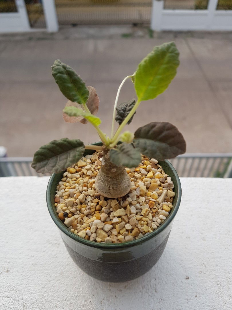 Gutjung profile icon