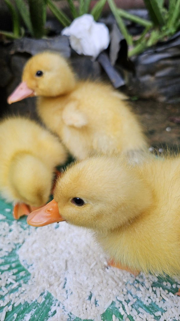 Tafty Dwiharyati Junitasari profile icon