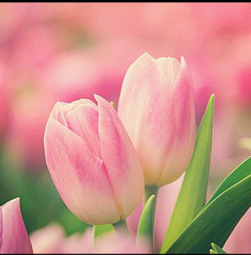 cynara Maheswari profile icon