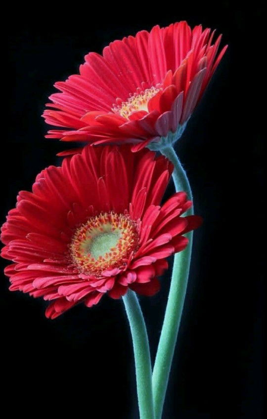 Helni Haryanti profile icon