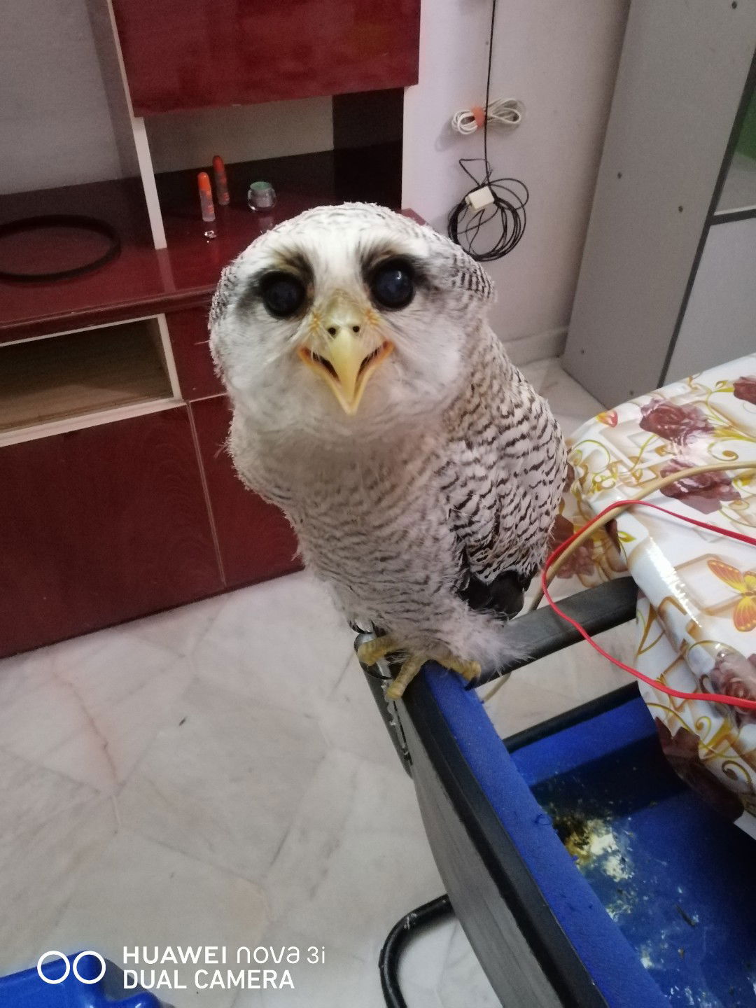 Rania Naurah Insyirah profile icon