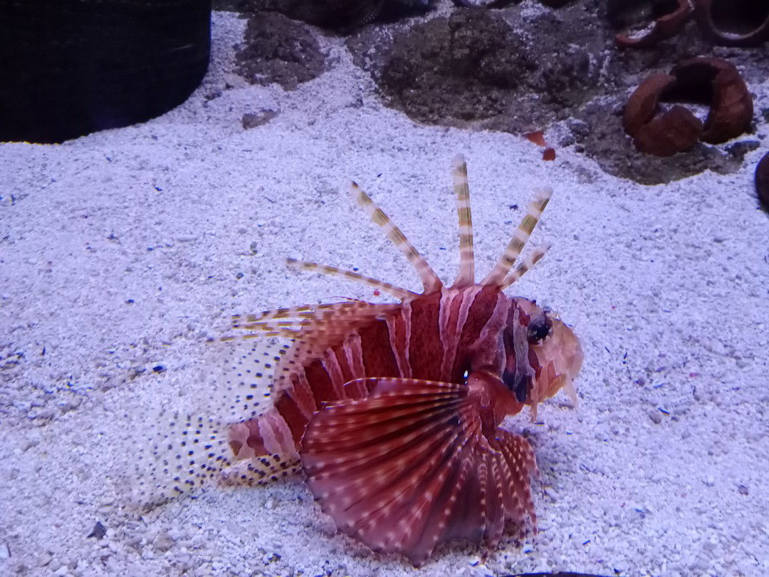 Dolce Anna profile icon