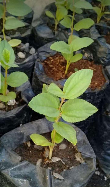 Anty Rianty profile icon