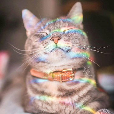 Shema Ema profile icon