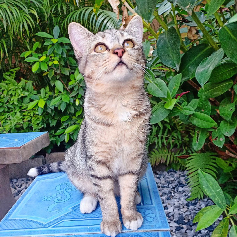 Yon Brons profile icon