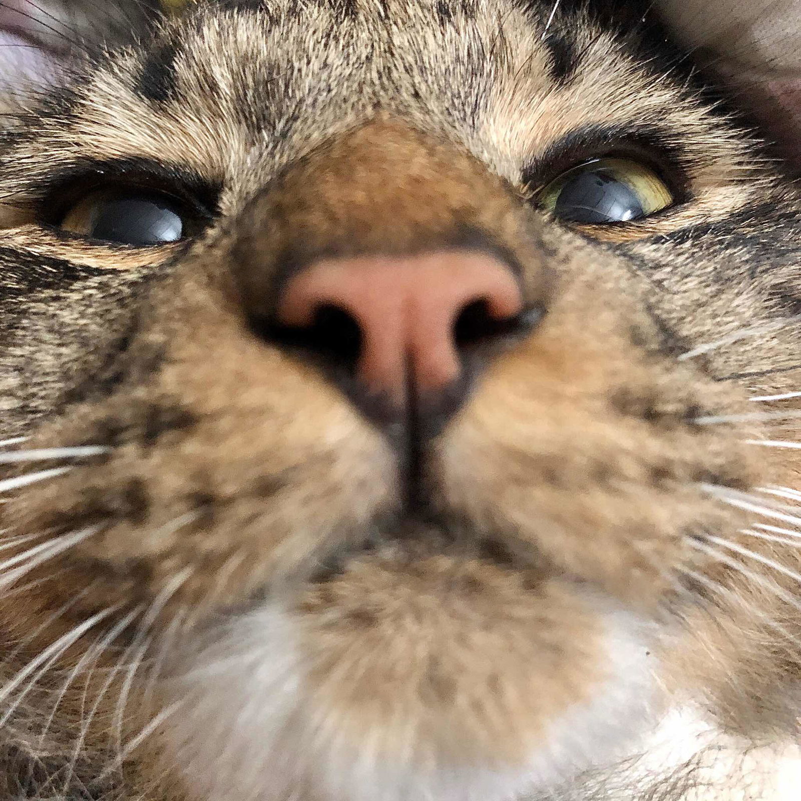 Natasya Malek profile icon