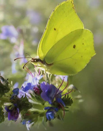 Hasni Grg profile icon