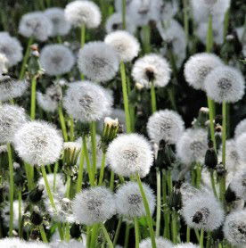 Bubu Atma profile icon