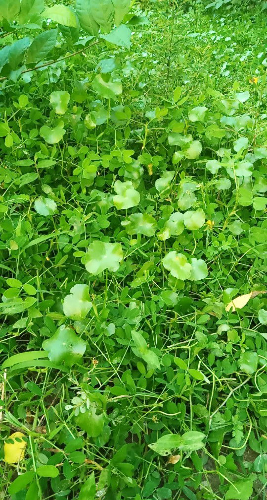 ☔ Sahara profile icon