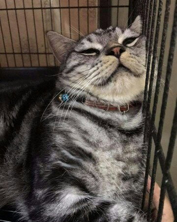 อาบูบู profile icon