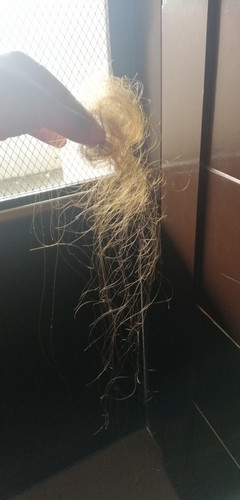 Hair Fall